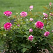 Raspberry Cupcake&trade; Hybrid Tea Rose Alternate Image 1