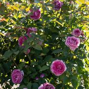 Raspberry Cupcake&trade; Hybrid Tea Rose Alternate Image 3