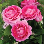 Raspberry Cupcake&trade; Hybrid Tea Rose Alternate Image 4