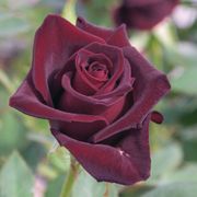 Black Baccara&reg; Hybrid Tea Rose Thumb