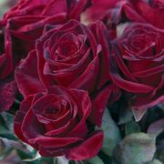 Black Baccara&reg; Hybrid Tea Rose Alternate Image 1