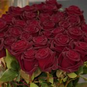 Black Baccara&reg; Hybrid Tea Rose Alternate Image 2