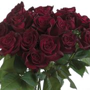 Black Baccara&reg; Hybrid Tea Rose Alternate Image 3