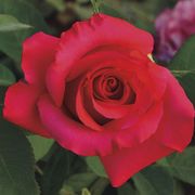 April Moon&reg; Hybrid Tea Rose Thumb