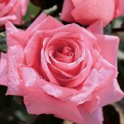Beautiful Dreamer Hybrid Tea Rose Thumb