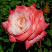 Gemini Hybrid Tea Rose Thumb