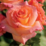 Mardi Gras Floribunda Rose Thumb