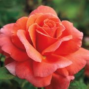 Sriracha&reg; Floribunda Rose Thumb