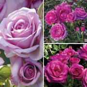 Fragrant Lavender Garden Roses Collection Thumb
