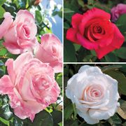 Jackson & Perkins Exclusive Hybrid Tea Roses Collection Thumb