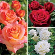 Best-Selling Garden Roses Collection Thumb