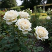 John F. Kennedy Rose Collection Thumb
