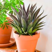 Mangave Art & Sol&reg; 'Thunderbird' Alternate Image 1