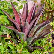 Mangave Art & Sol&reg; 'Thunderbird' Alternate Image 2