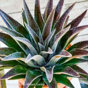 Mangave Art & Sol&reg; 'Thunderbird' Alternate Image 3