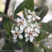 Aronia Berry Scape&reg; Red Aronia Alternate Image 2