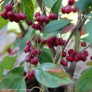 Aronia Berry Scape&reg; Red Aronia Alternate Image 3