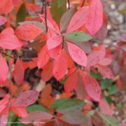 Aronia Berry Scape&reg; Red Aronia Alternate Image 4
