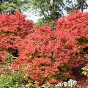 Berberis Sunjoy Fast Neo&reg; Barberry Alternate Image 1