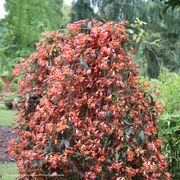 Bignonia Dressed to Thrill&reg; Crossvine Alternate Image 2