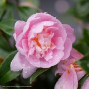 Camellia Just Chill&reg; Double Pink Thumb