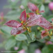 Camellia Just Chill&reg; Double Pink Alternate Image 1