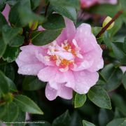 Camellia Just Chill&reg; Double Pink Alternate Image 2