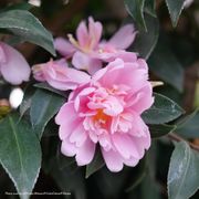 Camellia Just Chill&reg; Double Pink Alternate Image 3