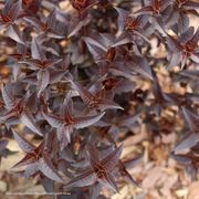 Diervilla Kodiak Jet Black&reg; Bush Honeysuckle Alternate Image 2