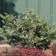 Distylium Buckhead&trade; Bold Winter-Hazel Alternate Image 1