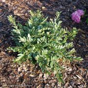 Distylium Buckhead&trade; Bold Winter-Hazel Alternate Image 2