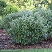 Elaeagnus Mr. Smooth&reg; Seedless Thornless Silverthorn Thumb