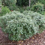 Elaeagnus Mr. Smooth&reg; Seedless Thornless Silverthorn Alternate Image 1