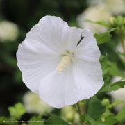 Hibiscus Paraplu&reg; Pure White Rose of Sharon Thumb