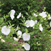 Hibiscus Paraplu&reg; Pure White Rose of Sharon Alternate Image 2