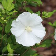 Hibiscus Paraplu&reg; Pure White Rose of Sharon Alternate Image 3