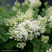 Syringa  Bloomerang Showmound&reg; Reblooming Lilac Thumb