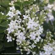 Syringa  Bloomerang Showmound&reg; Reblooming Lilac Alternate Image 1