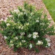 Syringa  Bloomerang Showmound&reg; Reblooming Lilac Alternate Image 2