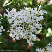 Syringa  Bloomerang Showmound&reg; Reblooming Lilac Alternate Image 4