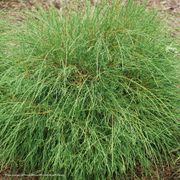 Thuja Whip It Good&reg; Arborvitae Thumb