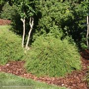 Thuja Whip It Good&reg; Arborvitae Alternate Image 2