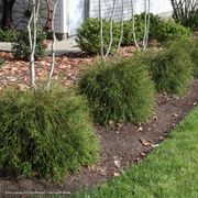Thuja Whip It Good&reg; Arborvitae Alternate Image 3
