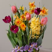 Spring Jewel Bulb Garden Alternate Image 1