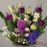 Spring Meadow Bulb Garden Alternate Image 1