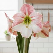Fresh Beginnings Apple Blossom Potted Amaryllis Bulb Alternate Image 1