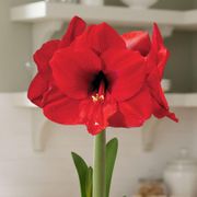 Bright Promise Red Lion Potted Amaryllis Bulb Alternate Image 1