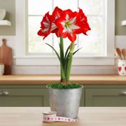 Striking Beauty Cocktail Potted Amaryllis Bulb Thumb