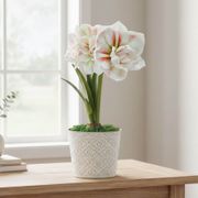 Spring Elegance Double Nymph Potted Amaryllis Bulb Thumb