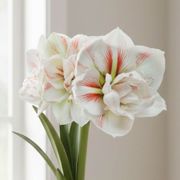Spring Elegance Double Nymph Potted Amaryllis Bulb Alternate Image 1